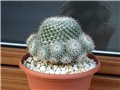 Mammillaria geminispina ssp leucocentra